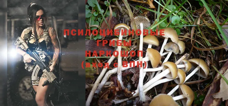 блэк спрут сайт  Туринск  Галлюциногенные грибы Magic Shrooms  где купить наркоту 